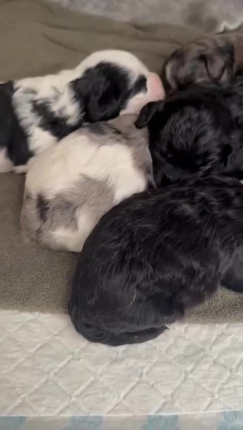 Cavapoo dogs for sale: Beautiful fully DNA tested Cavapoo's  - Video 2