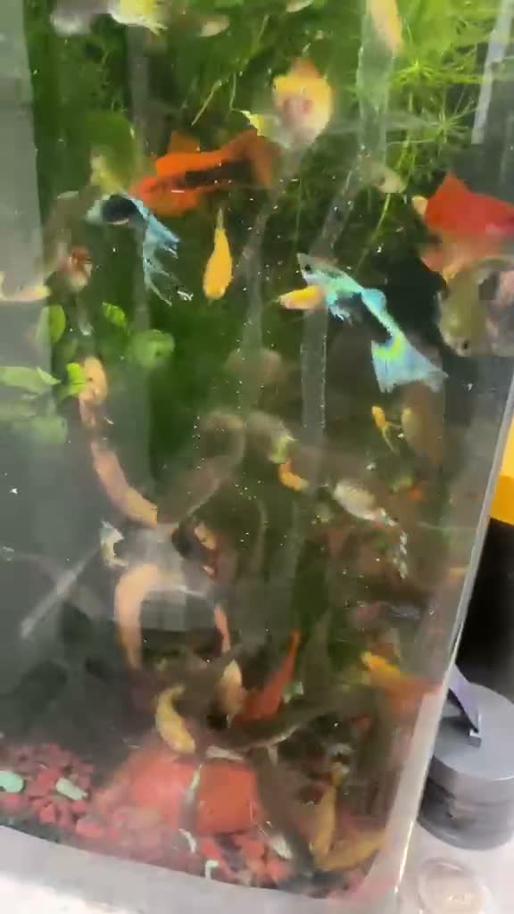 Other/Mixed Breed fish for sale: 80L Aquarium, Fish, Plants & Equipment in London - Video 1