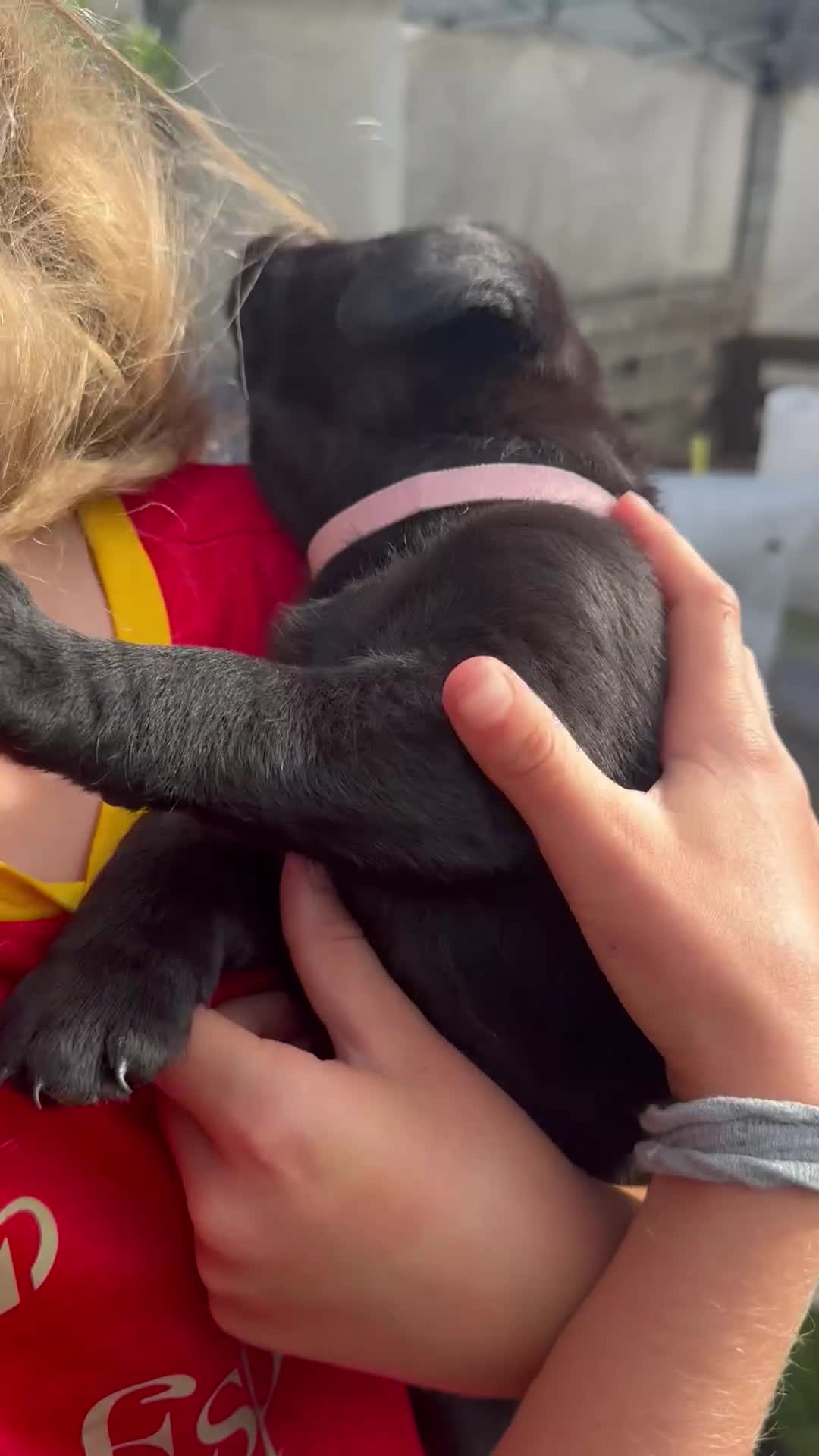 Labrador Retriever dogs for sale: LAST BEAUTIFUL GIRL ready 11 July! Excellent Labs - Video 1