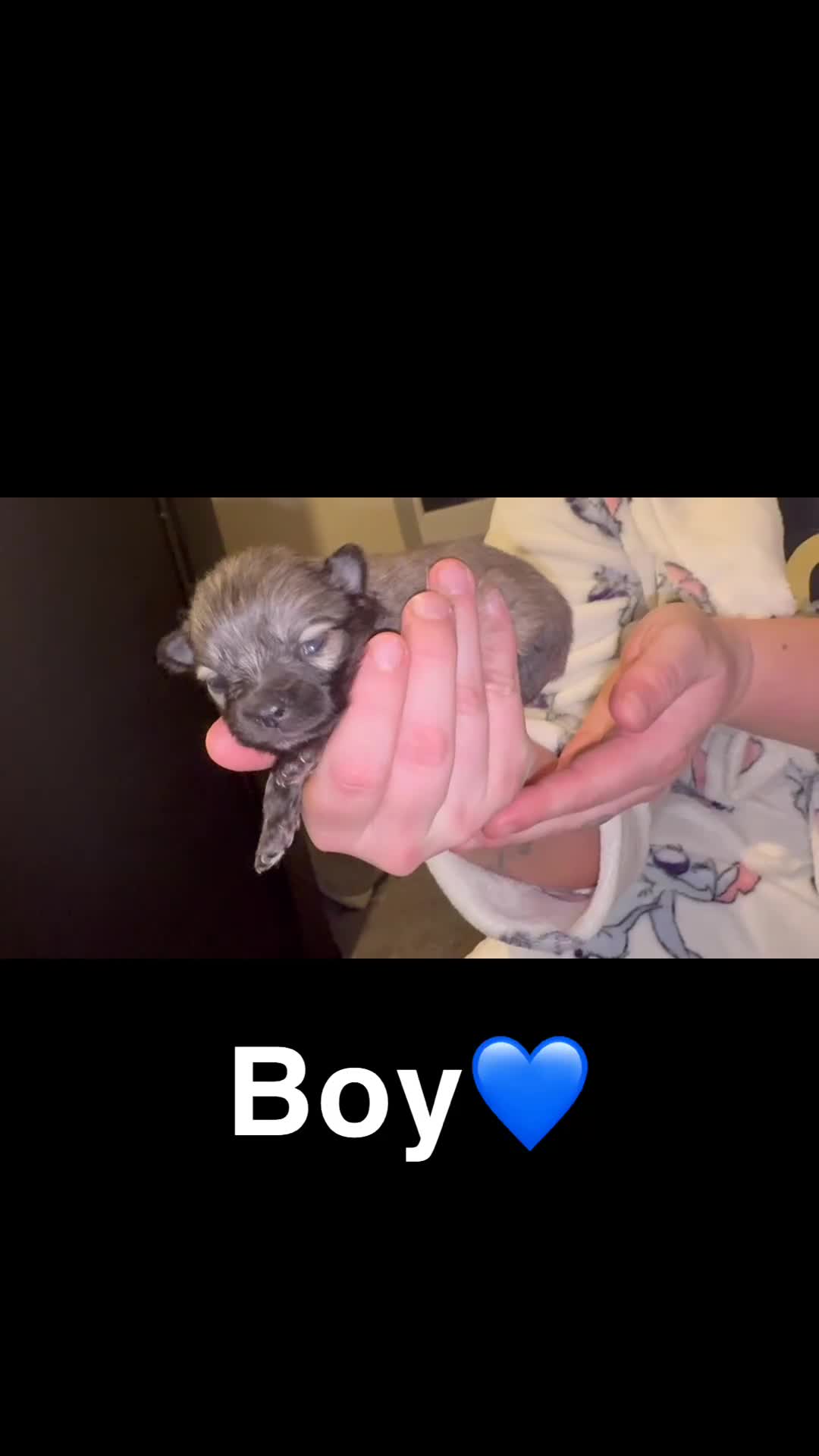 Pomeranian dogs for sale: Miniature Pomeranian puppies - Video 1