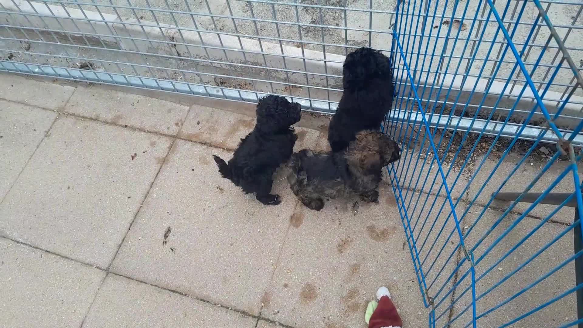 Poochon dogs for sale: Poochon Puppies - Video 1