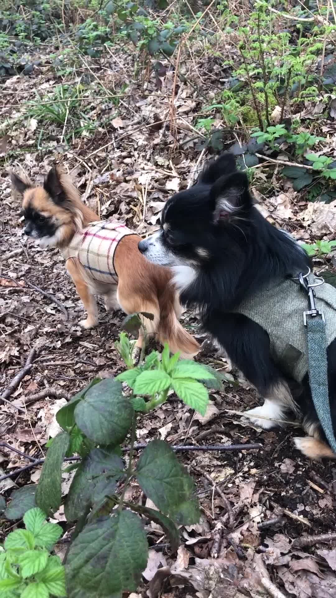 Chihuahua dogs for sale: Longhaired chihuahua puppies - Video 3