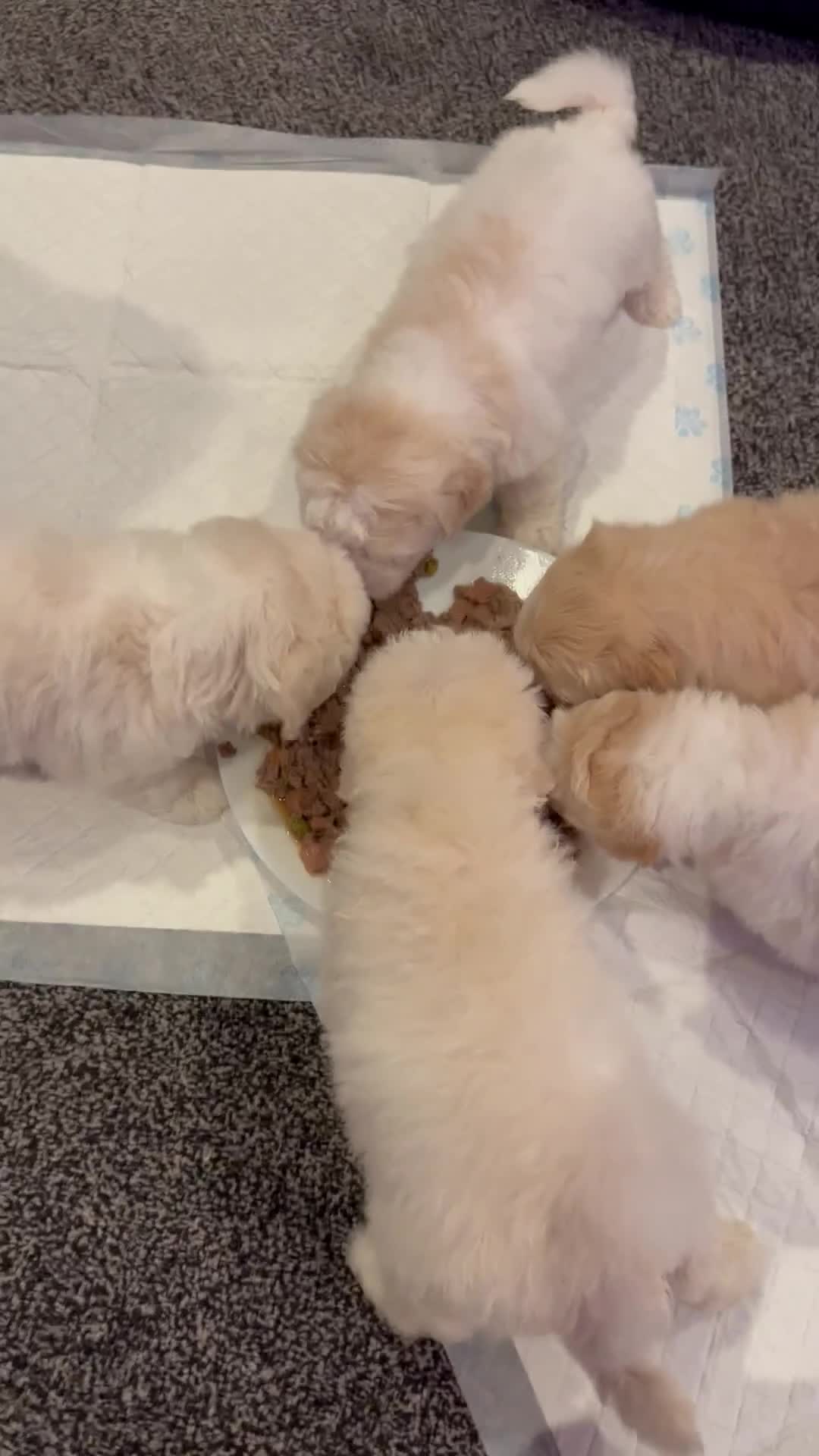 Bichon Frise dogs for sale: Bichon Maltese - Video 1