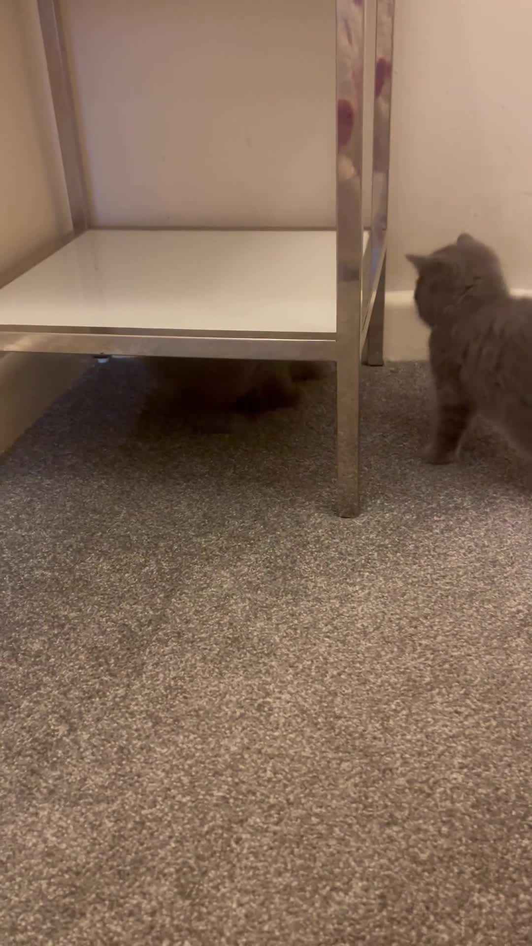 British Shorthair cats for sale: British shorthair Boys  - Video 1