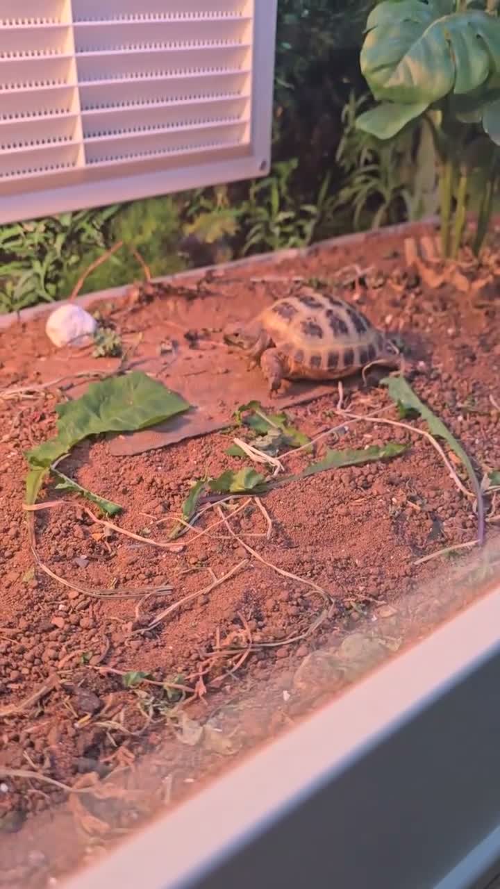 Tortoise reptiles for sale: Turbo the tortoise - Video 1