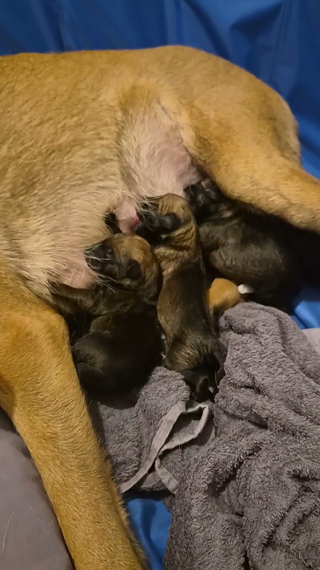 Belgian Shepherd Dog dogs for sale: 3 boys looking for forever homes - Video 3