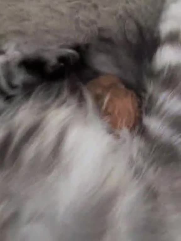 Maine Coon cats for sale: Maine Coon cross boy , ready 15th of October ber  - Video 1