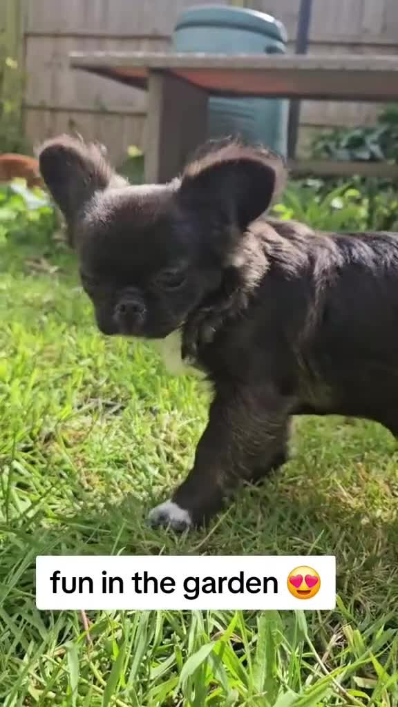 Chihuahua dogs for sale: Kennelclub licensed breeder, longhair chihuahua  - Video 1