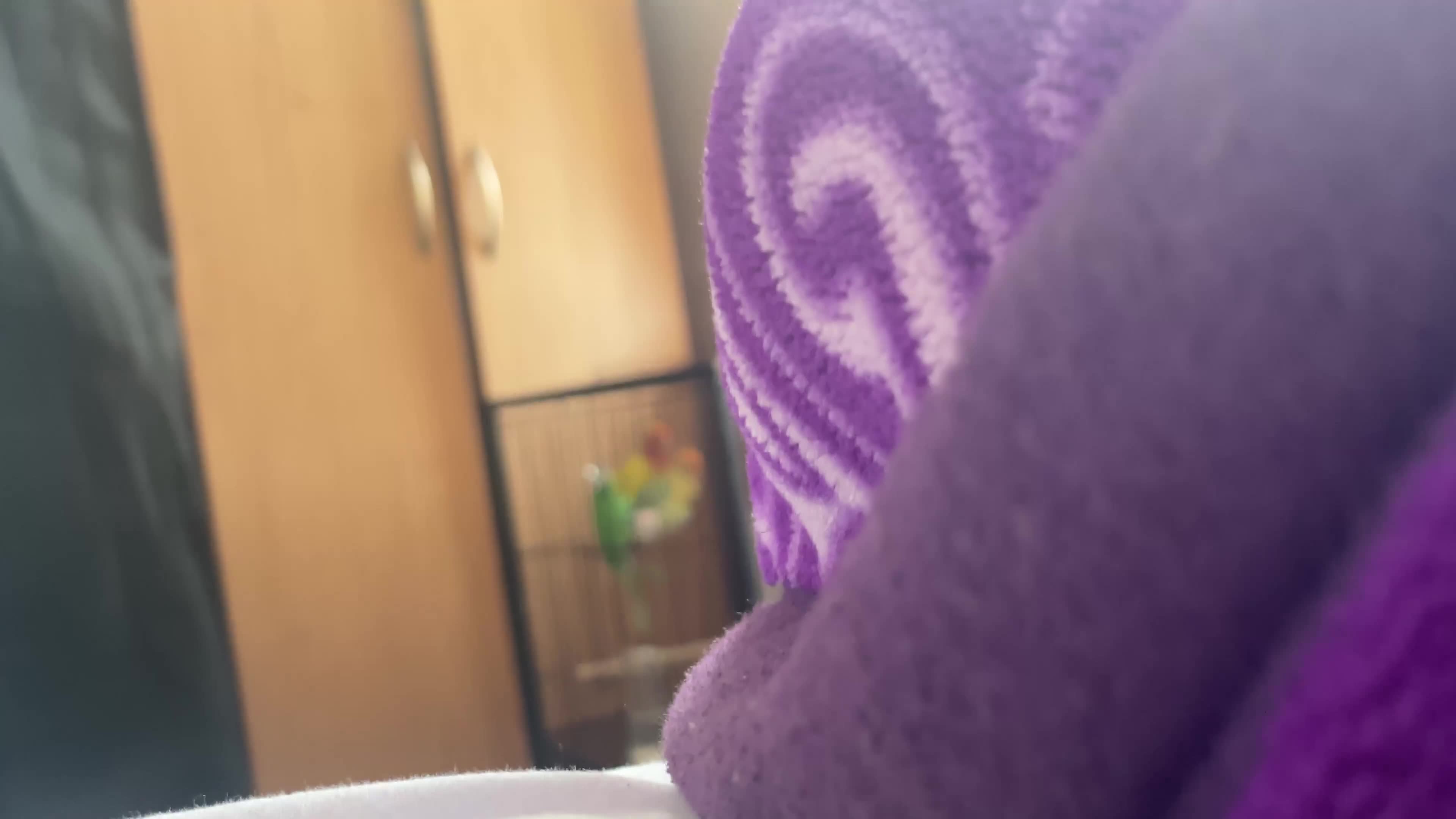 Mixed Breed birds for sale: Love birds and cockatiels Next - Video 1