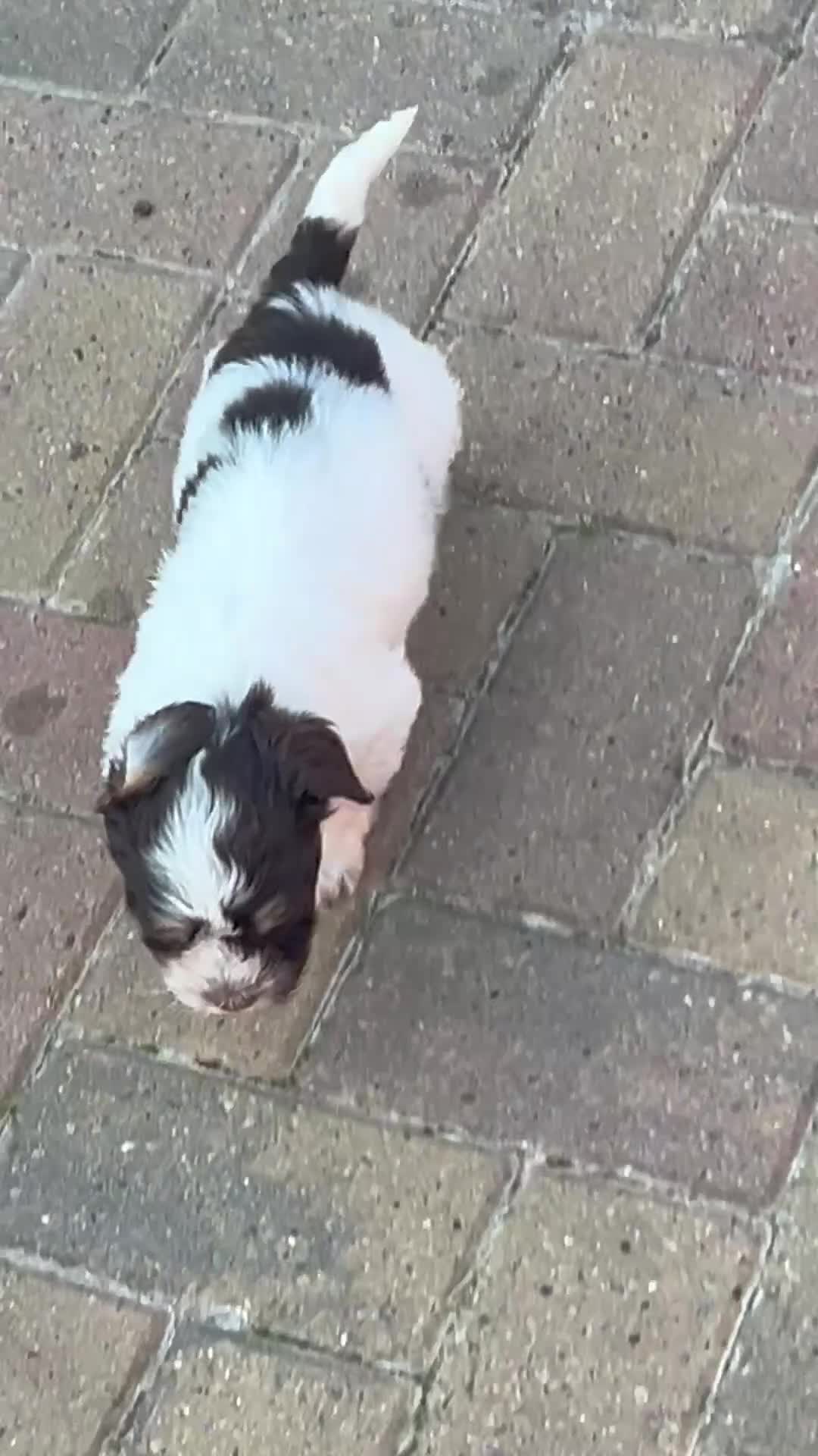 Havanese dogs for sale: Exceptional KC Reg Havanese Puppies – 5⭐ Pedigree, - Video 1