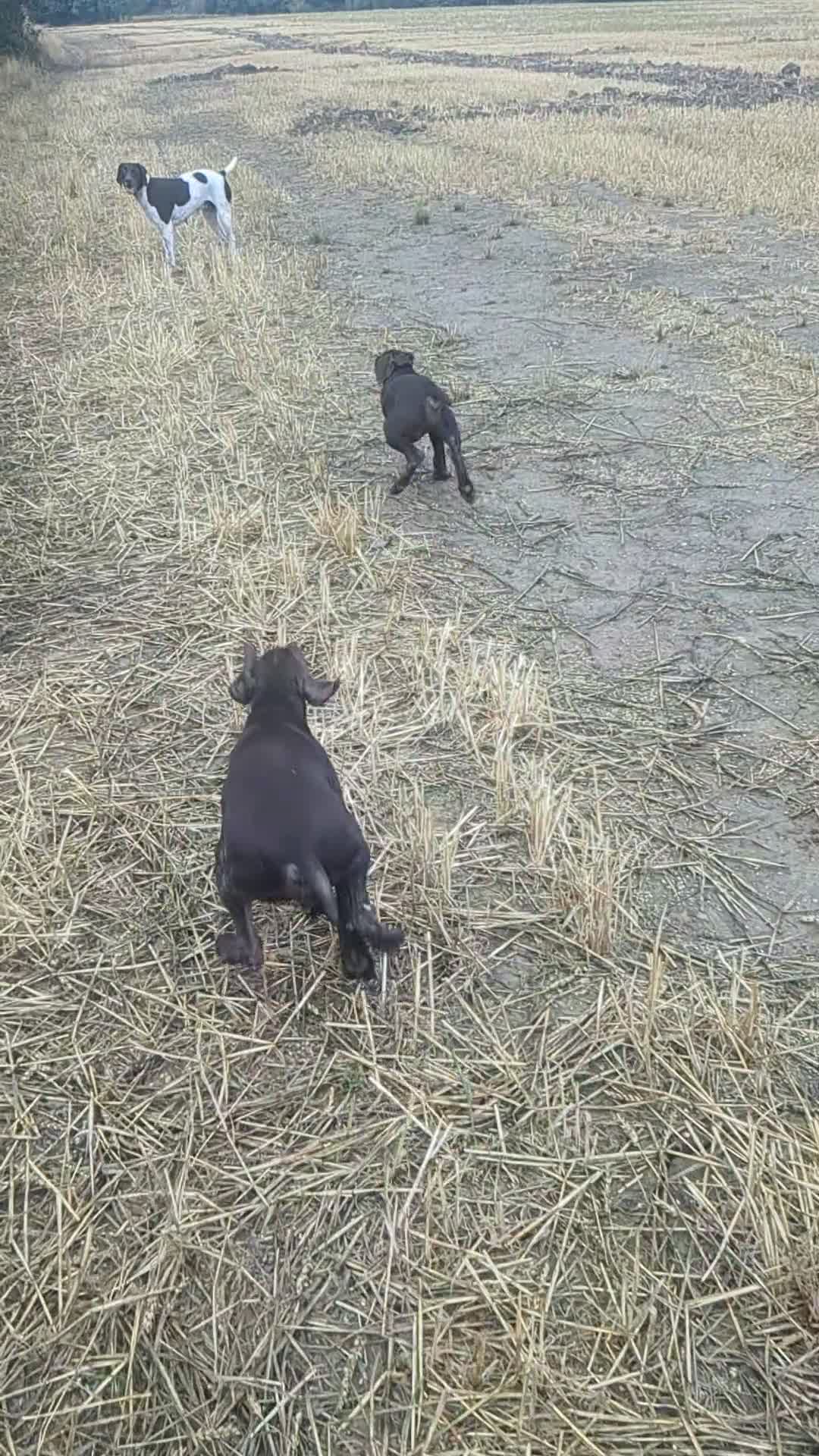 German Shorthaired Pointer dogs for sale: Beautiful German short haired pointer puppy's  - Video 1