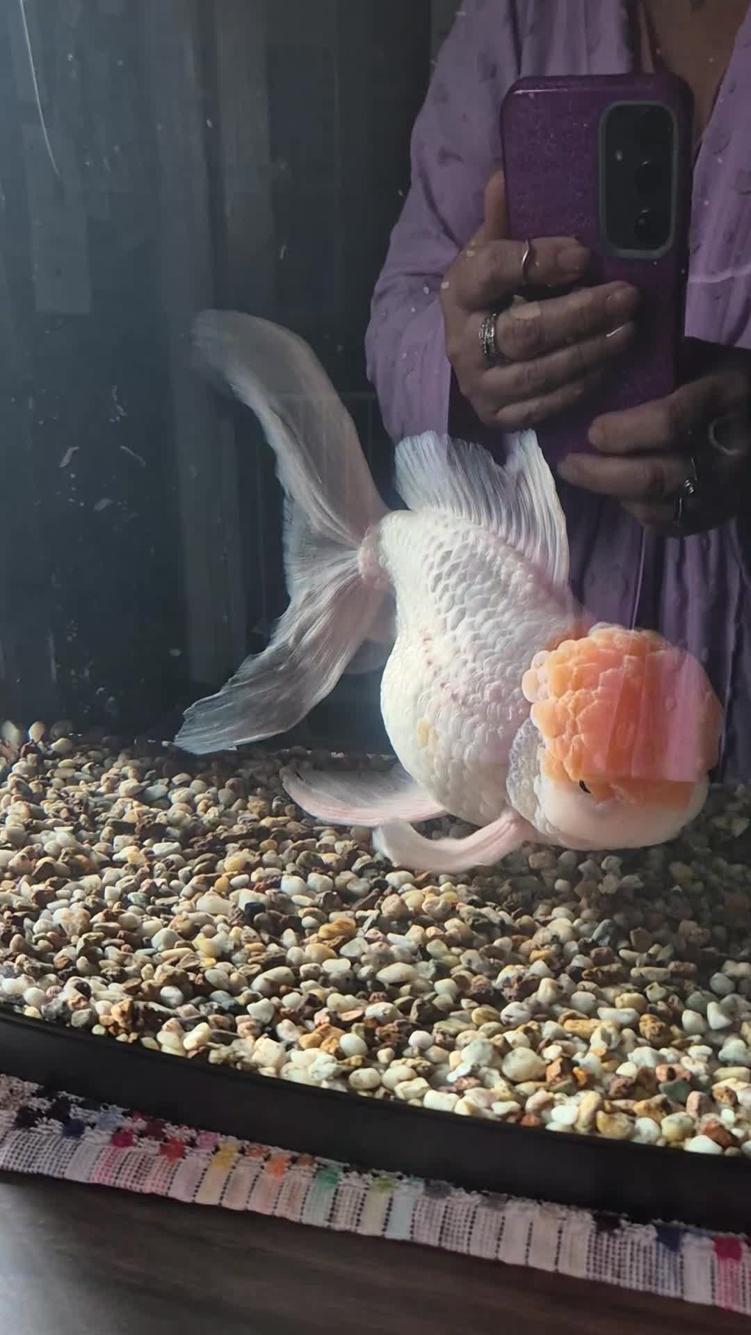 Fancy Goldfish fish for sale: GIANT ORANDA - Video 2