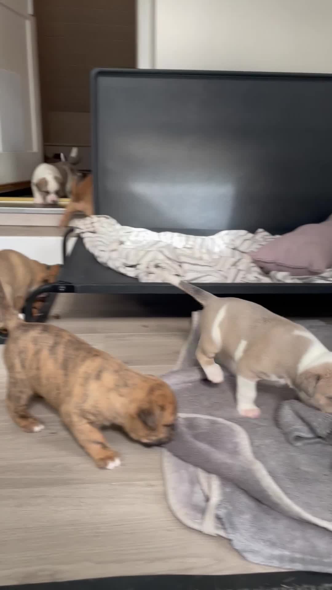 Mixed Breed dogs for sale: Gorgeous Presa X Doberman only 7/10 remaining!! - Video 1