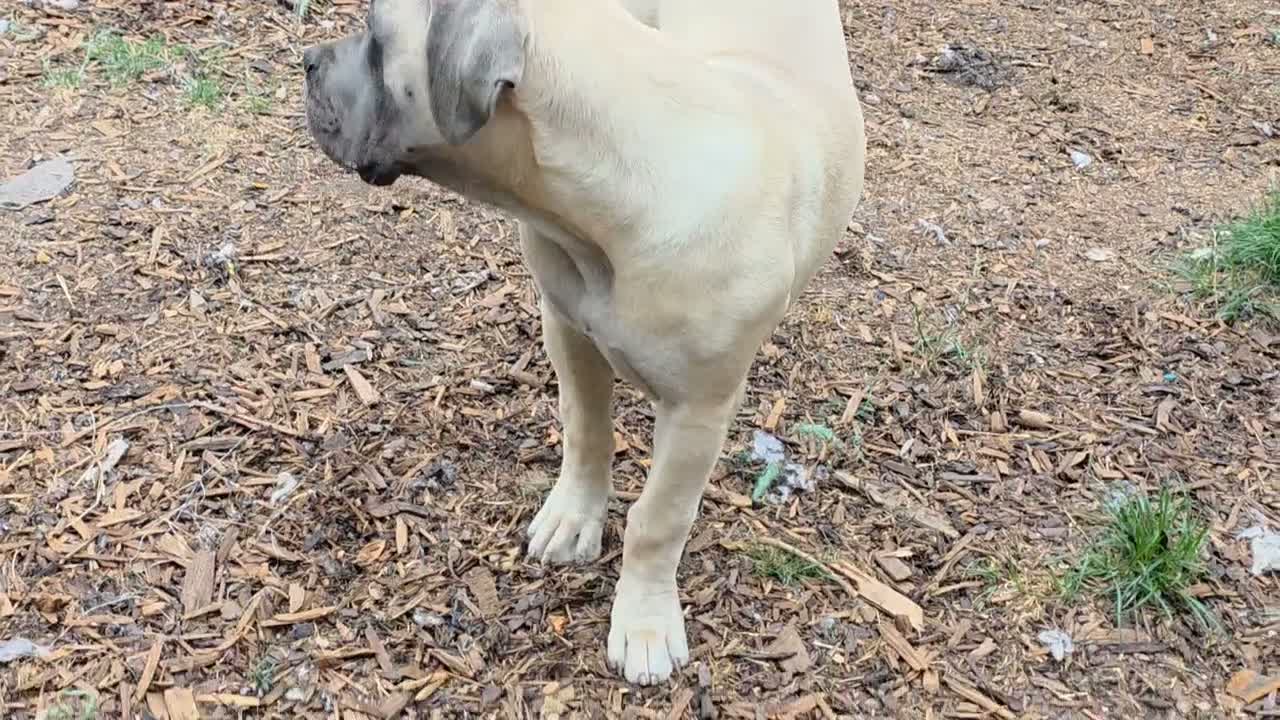 Boerboel dogs for sale: SABBS REGISTERED KENNEL - Video 1