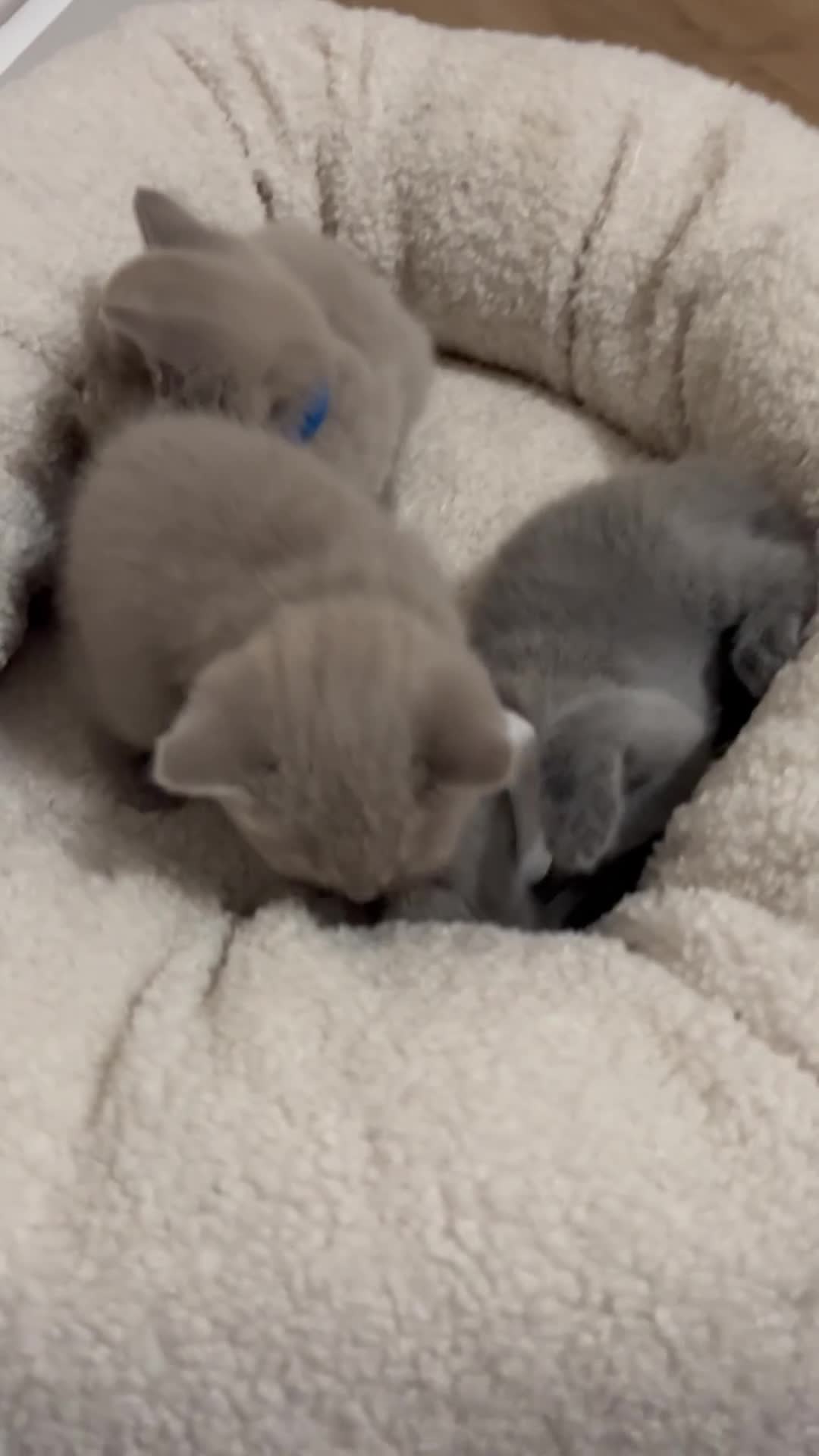 British Shorthair cats for sale: Stunning British shorthair kittens  in Birmingham - Video 3