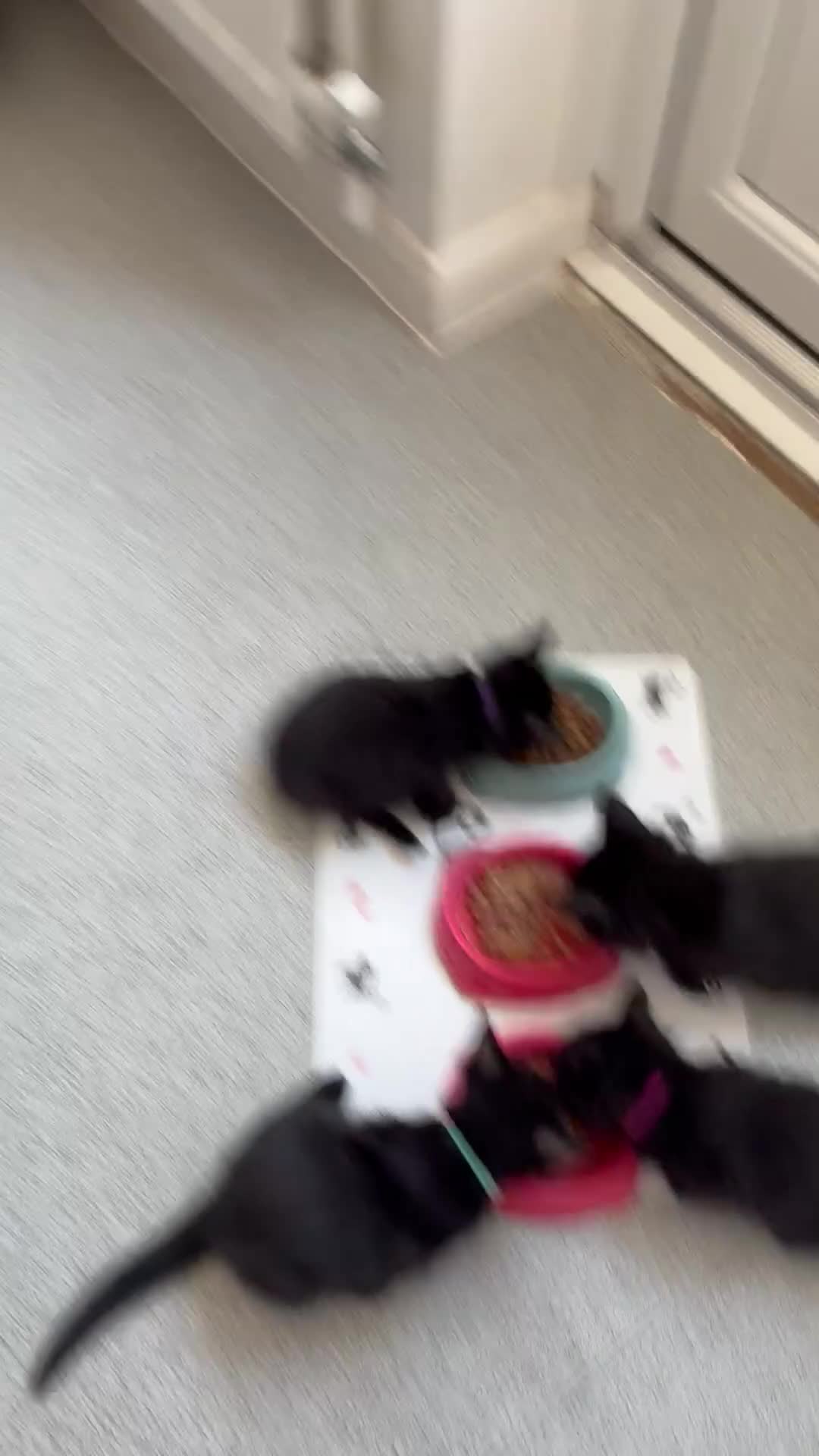 Mixed Breed cats for sale: Balinese X British short hair Black fluffy kittens - Video 2