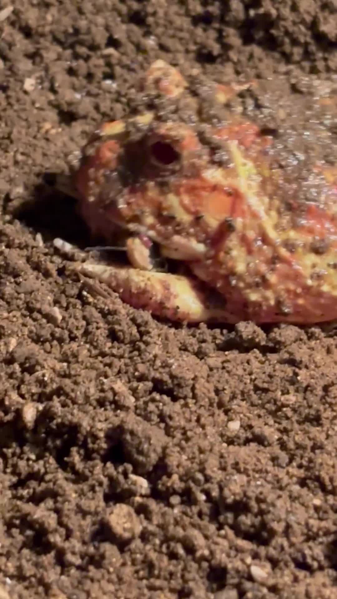Frog reptiles for sale: Albino Pac-Man frog - Video 1