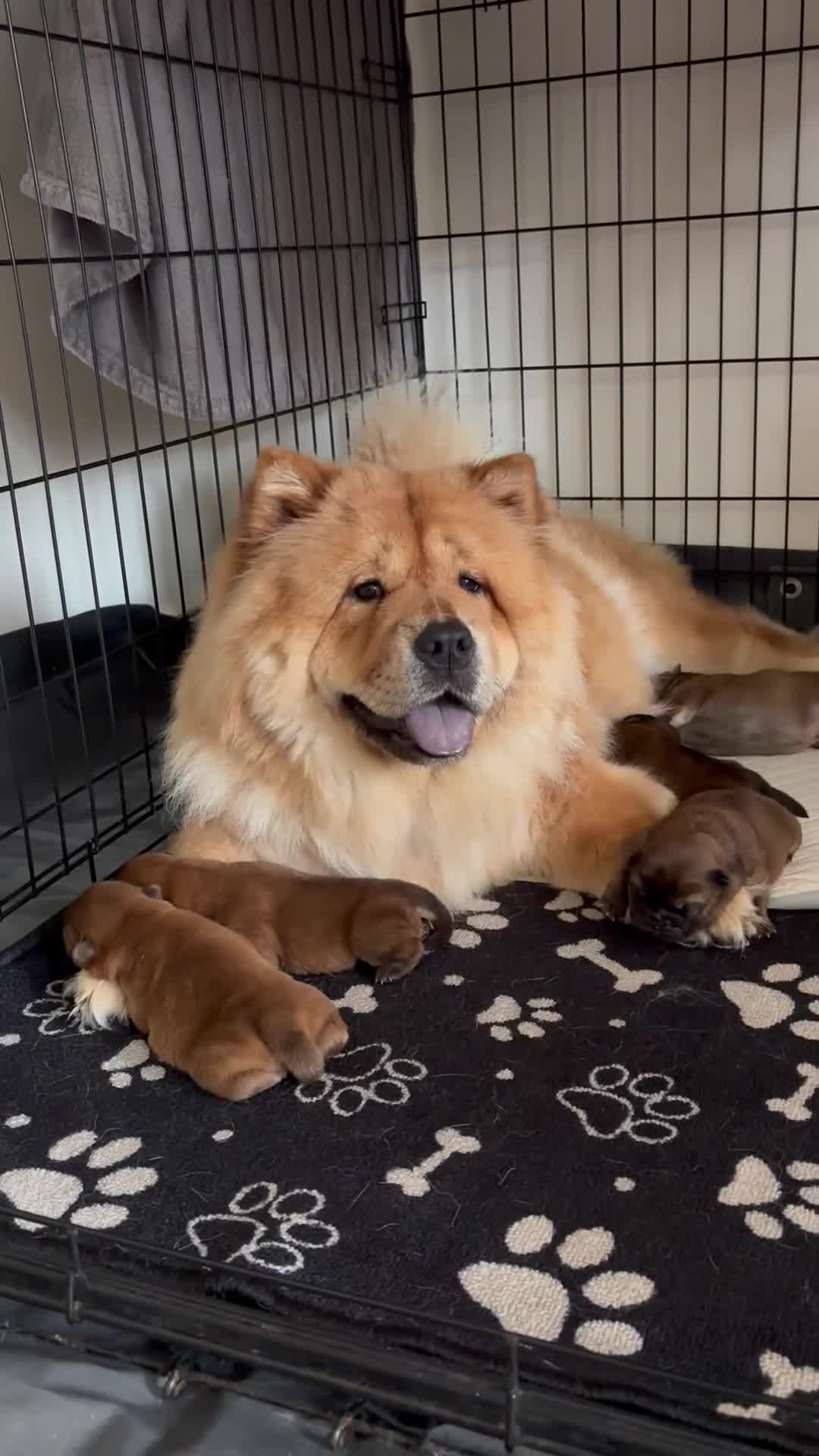 Chow Chow dogs for sale: 🐾 Chow Chow Puppies – Lilac & Chocolate Tones 🐾 - Video 1