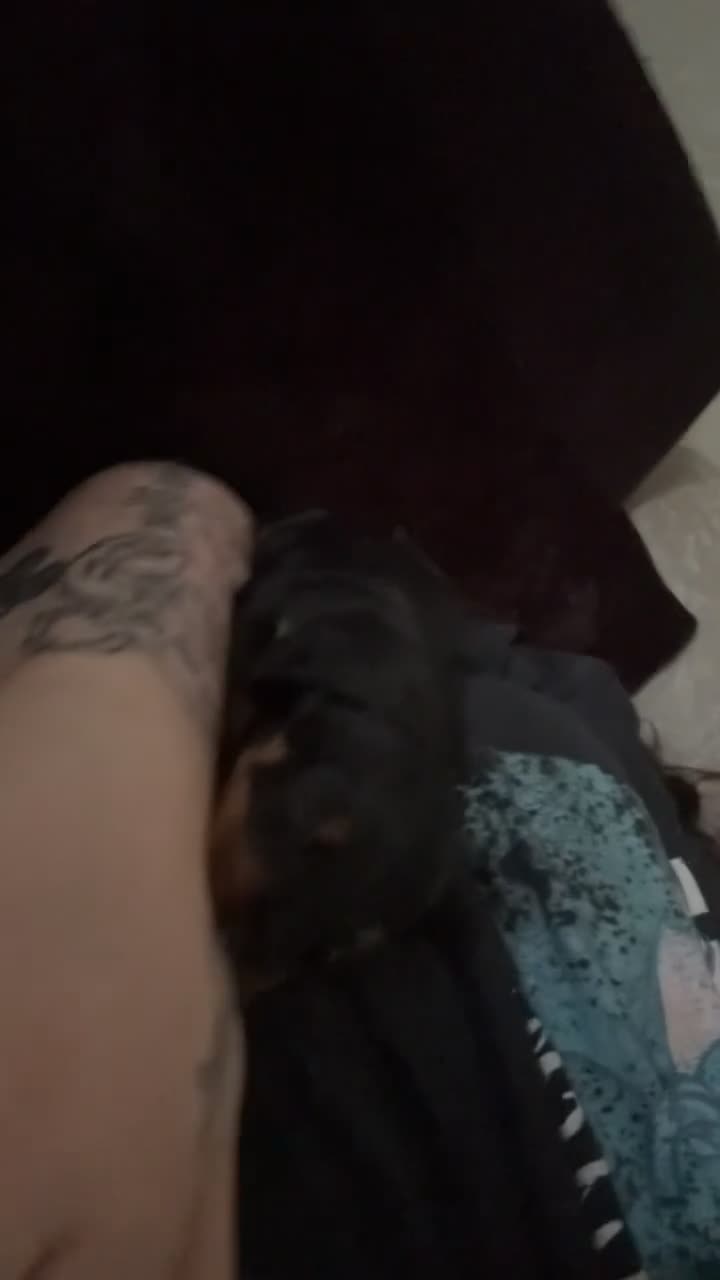 Dachshund dogs for sale: Dachshund  in London - Video 1