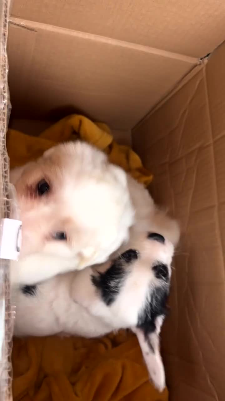 Mixed Breed dogs for sale:  Healthy Cavapoo x French Velvet Bulldog Puppies - Video 4