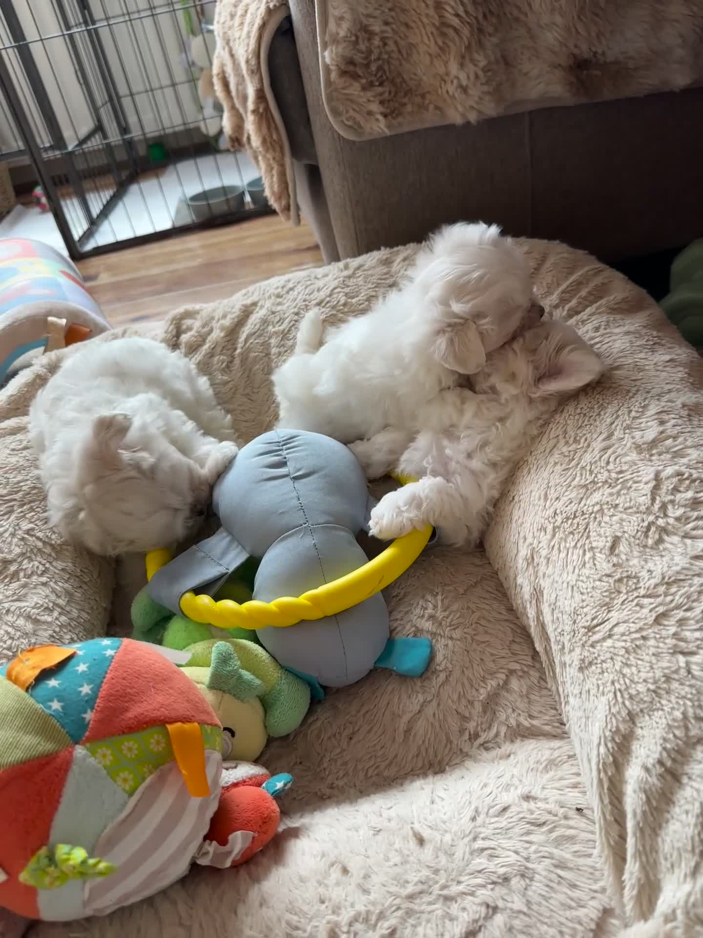 Maltese dogs for sale: Ready to go home Maltese with a doll's face in Glasgow - Video 1