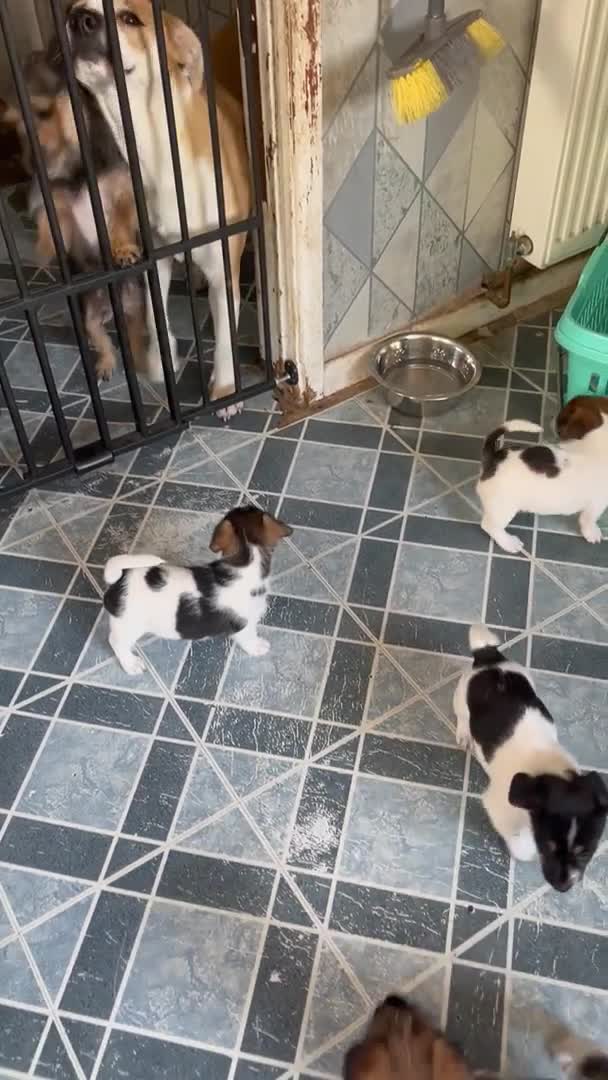 Jack Russell dogs for stud: Proven rough coated JR *REAL GEM OF A DOG* in Bristol - Video 1