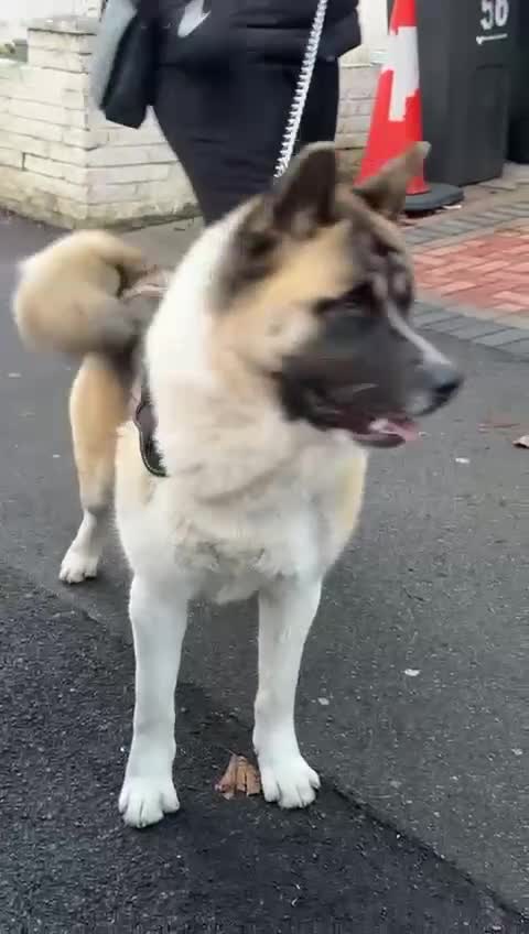 Akita dogs for stud: Ceaser the American Akita Ready for Stud - Video 2