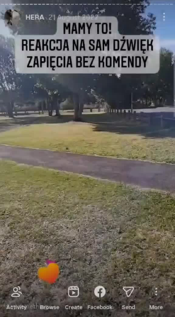 Belgian Shepherd Dog dogs for sale: Malinois - Video 2