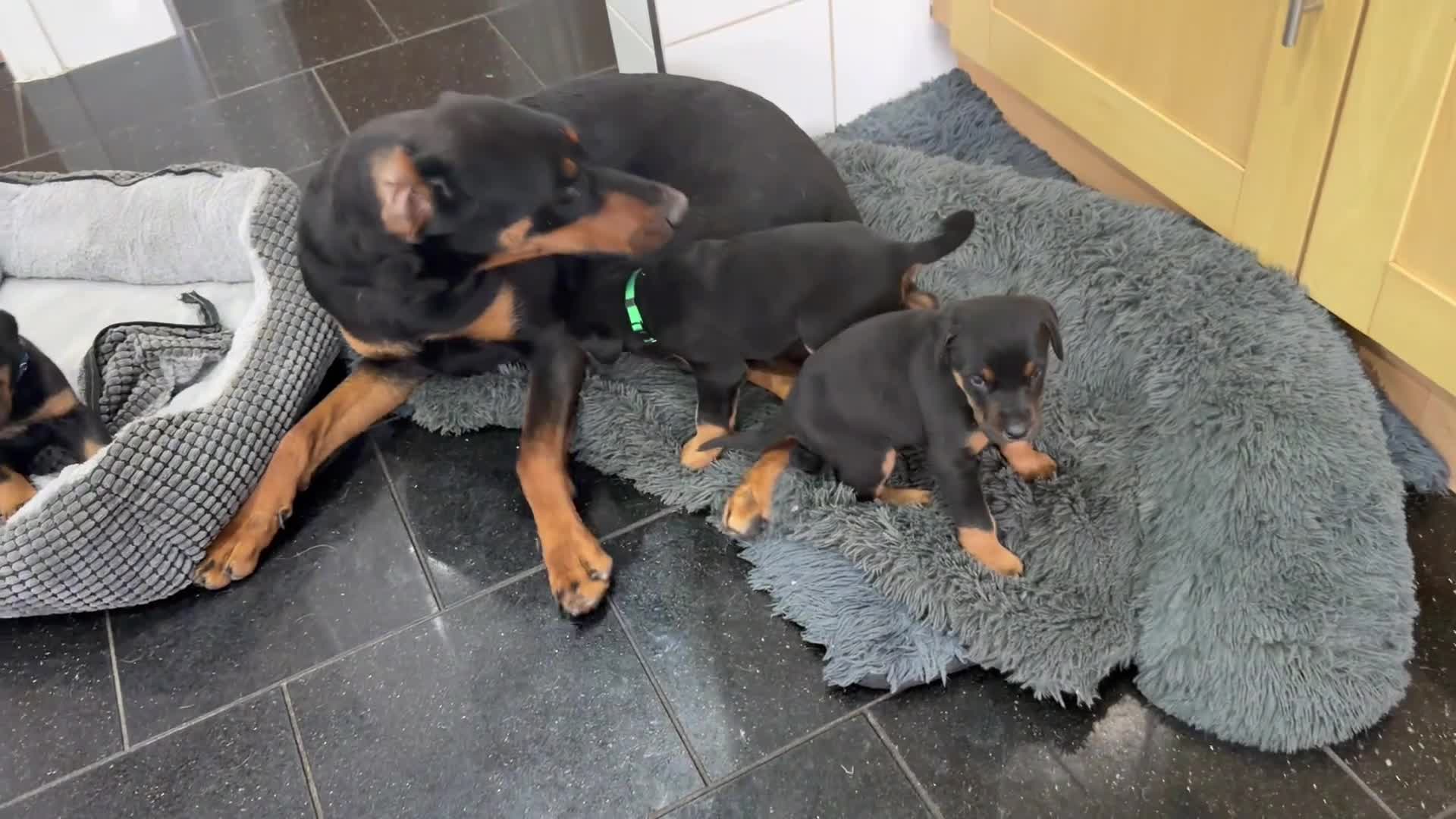 Dobermann dogs for sale: Dobermann puppies available - loving homes wanted  - Video 1