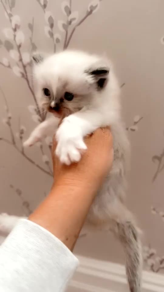 Ragdoll cats for sale: Ragdoll kittens  - Video 1