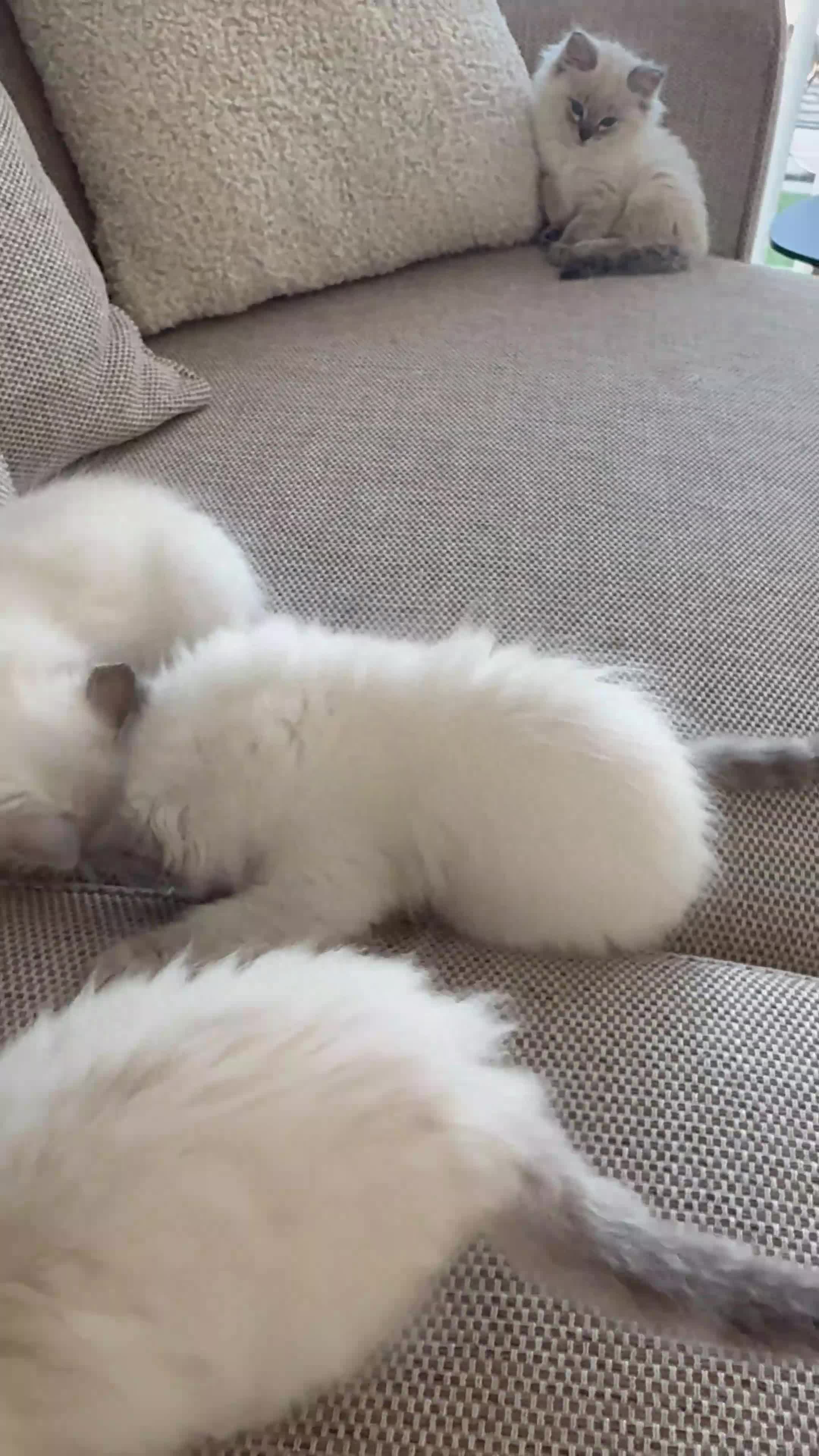 Ragdoll cats for sale: ONE Beautiful Pedigree Ragdoll Girl ✨ - Video 1