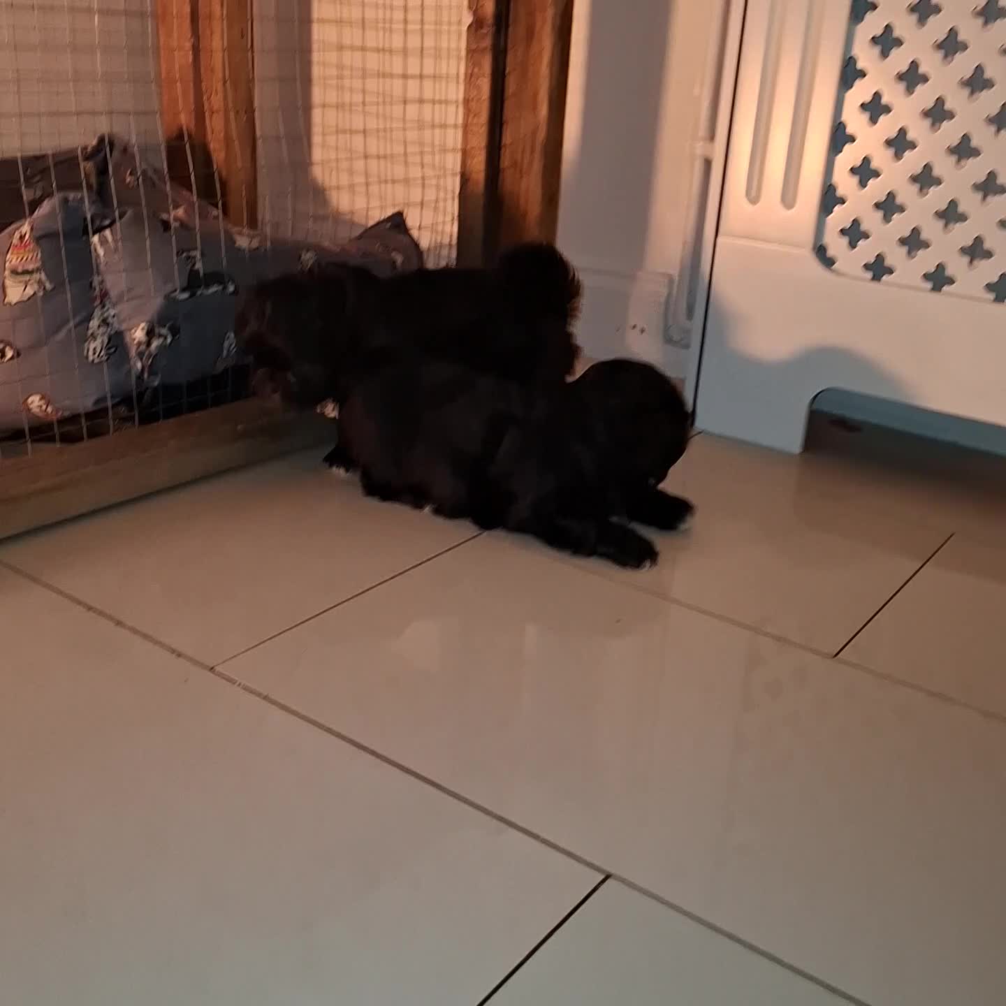 Shih Tzu dogs for sale: 2 boy shih tzu for sale  - Video 1