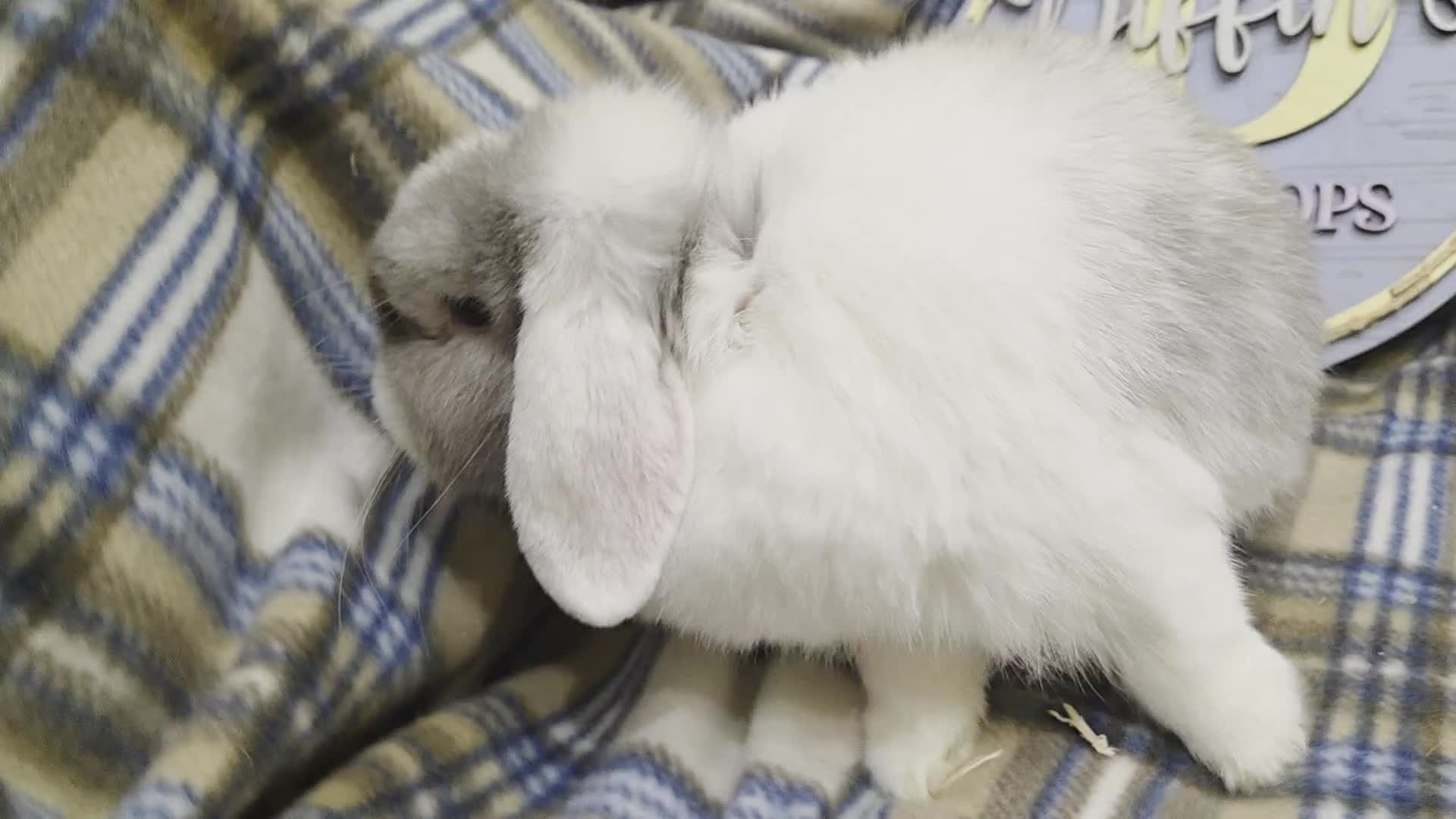 Mini Lop rabbits for sale: Mini lop bunny  - Video 1