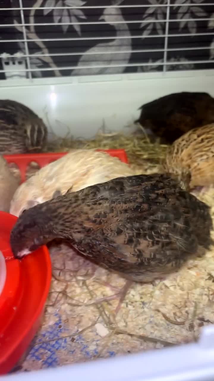 Quail poultry for sale: Male Quail in Sandbach - Video 3