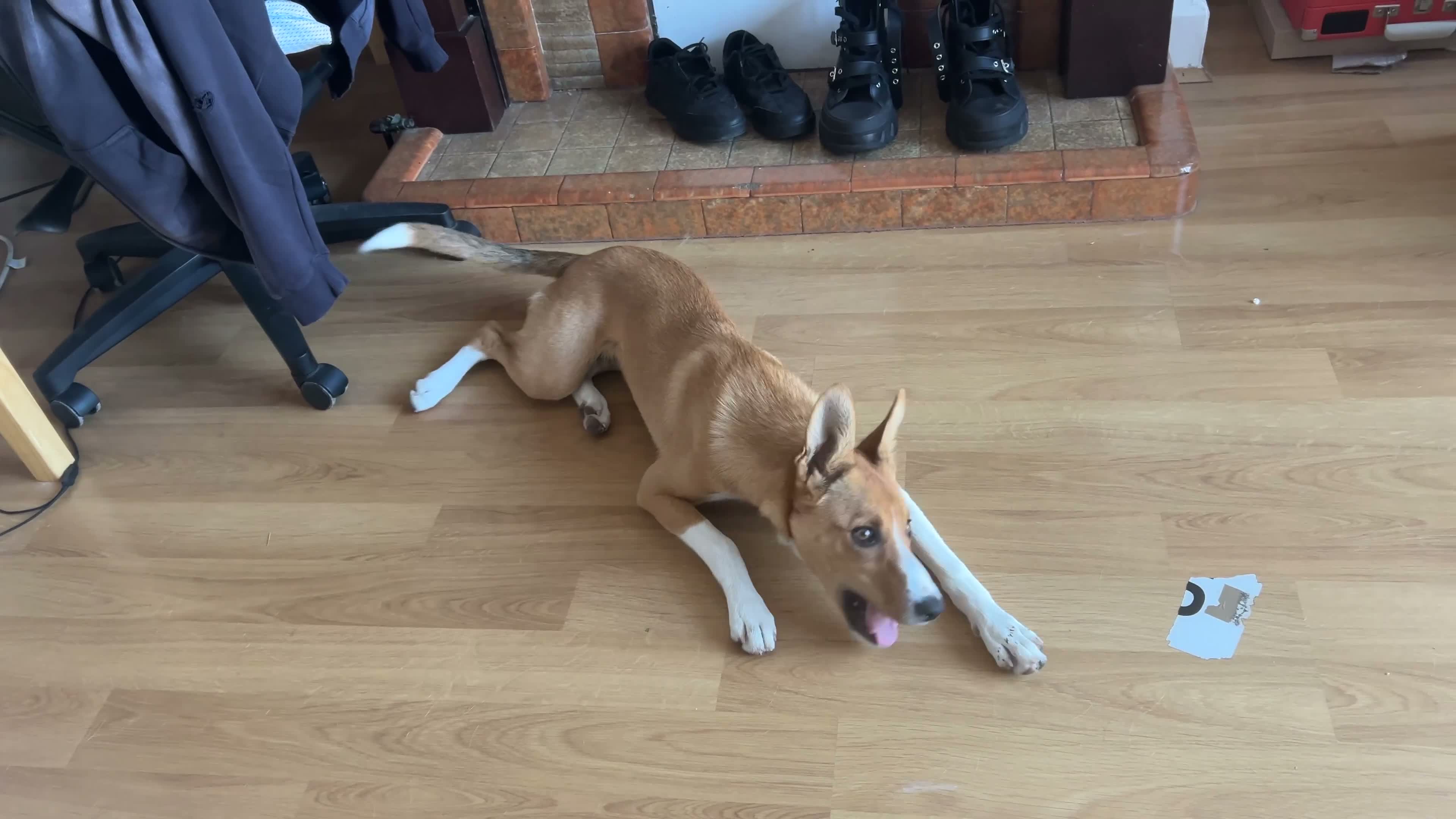 Mixed Breed dogs for sale: Willow - 7 months old in London - Video 2