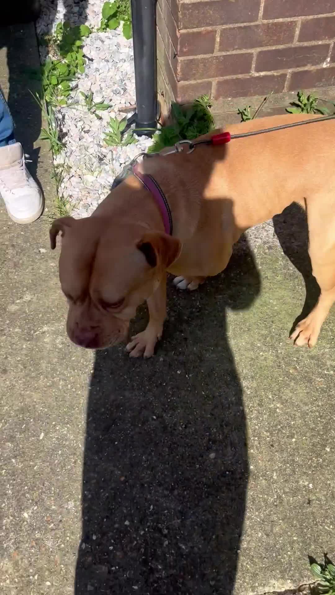 American Bull Staffy dogs for stud: Beautiful temperament  in Luton - Video 3