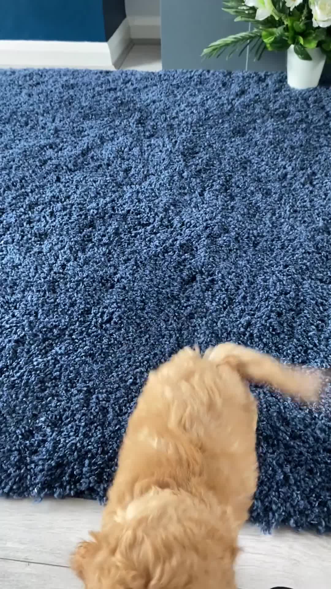 Cockapoo dogs for sale: F1 cockapoo fully vaccinated.  - Video 1