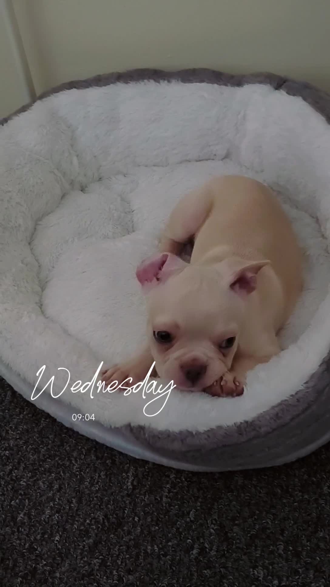 French Bulldog dogs for sale: Stunning 4months Beige French Bulldog - Blue Eyes! - Video 1