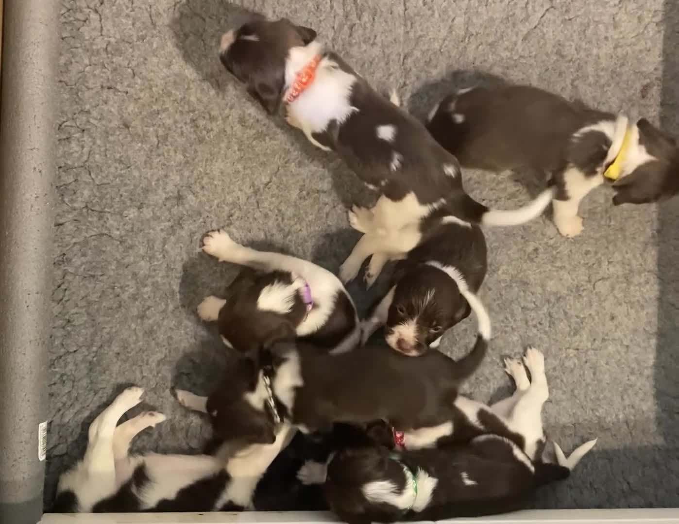 English Springer Spaniel dogs for sale: 5th Gen Springers: Purebred, 7th litter, 36 total - Video 1