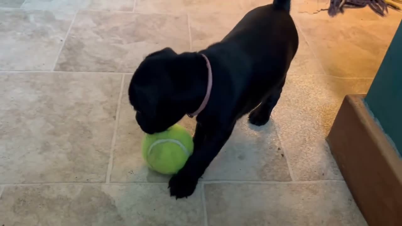Mixed Breed dogs for sale: 2 female Patterpoos - Video 2