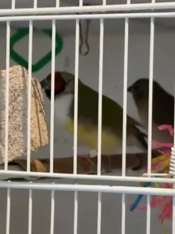 Finches birds for sale: gouildan finches available Runcorn  - Video 3
