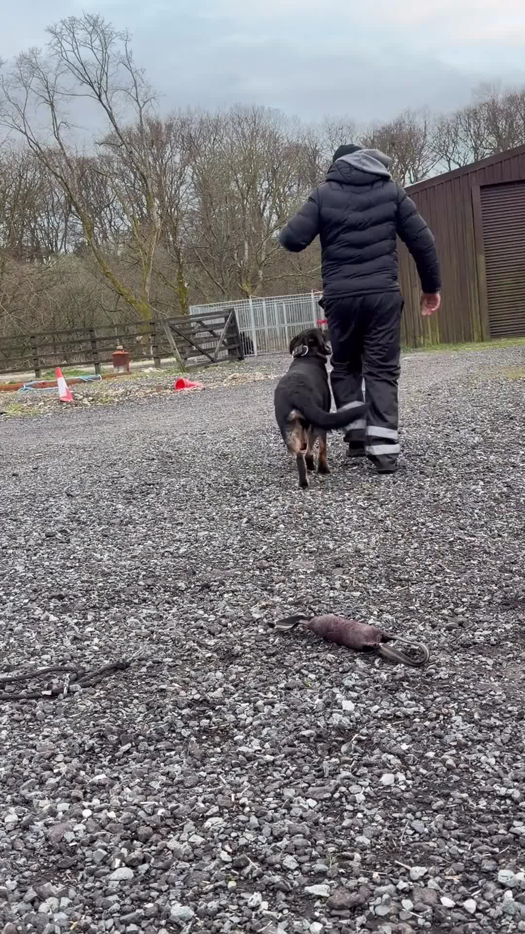 German Shepherd dogs for sale: Zeus: Stunning DDR KC Reg German Shepherd (Sable) in Ashton-under-Lyne - Video 1