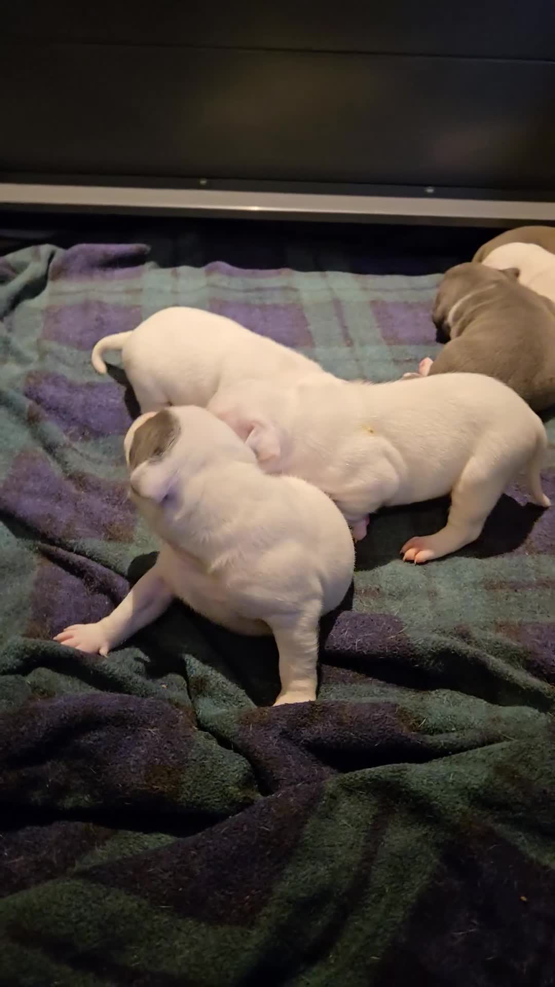 Staffordshire Bull Terrier dogs for sale: VERY RARE WHITE BLUE PIED & BLUE/WHITE SBT'S - Video 1