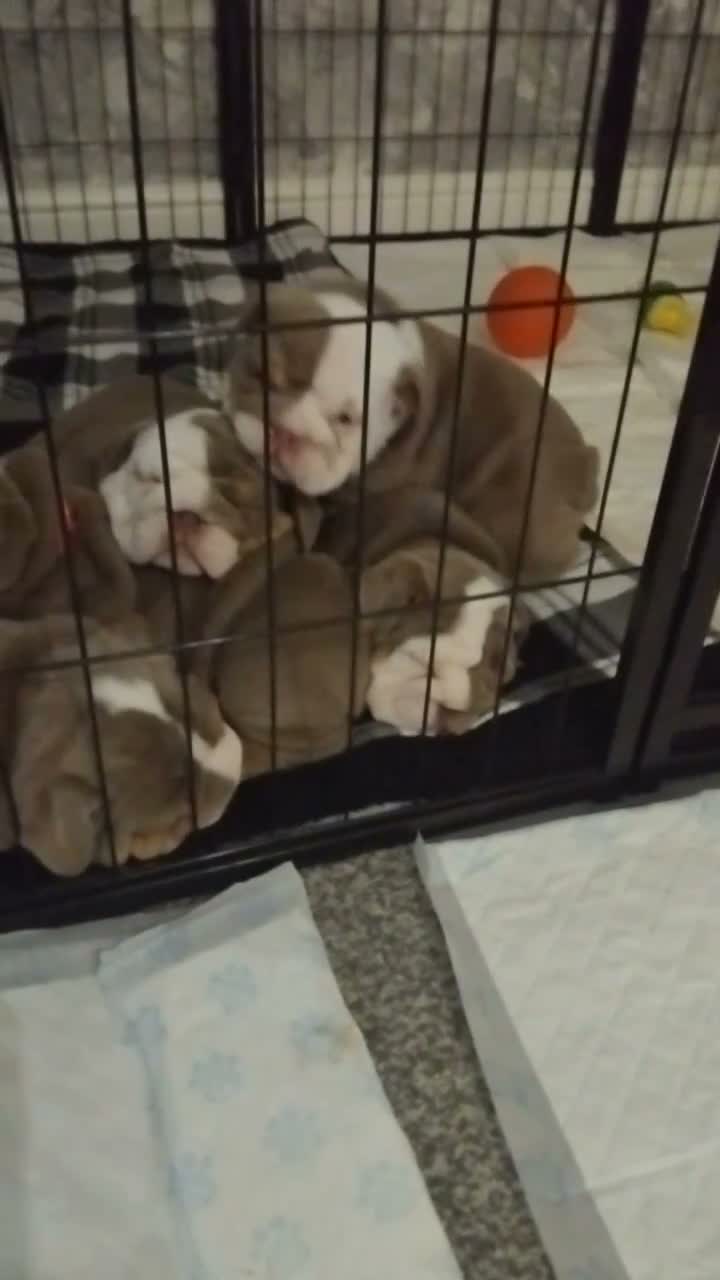 English Bulldog dogs for sale: 4 beautiful bulldog puppies for sale in Sunderland - Video 1