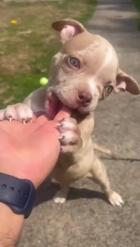 American Bully dogs for sale: ABKC Registered Pocket Bully Puppies in Wolverhampton - Video 2