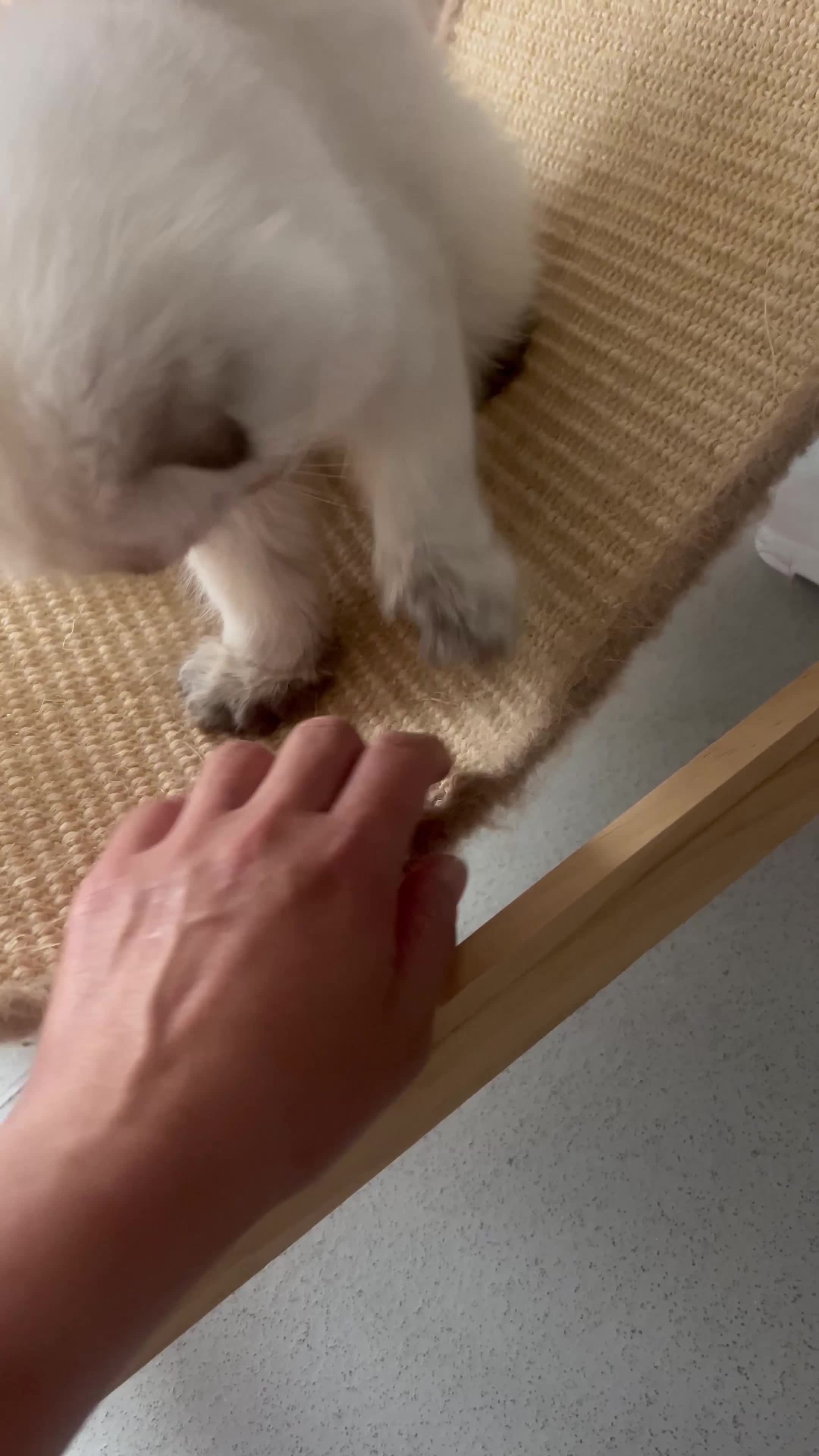 Scottish Fold cats for sale: Pedigree Champion line SFLH girl  in Rainham - Video 5