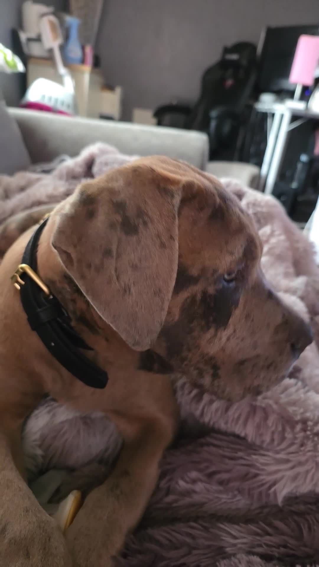Mixed Breed dogs for sale: Neapolitan mastiff x cane corso pup - Video 1