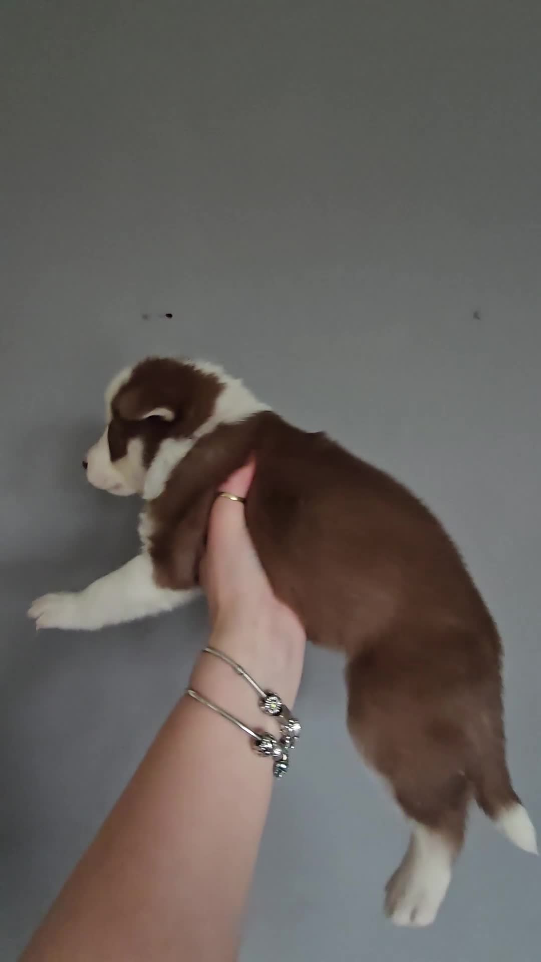 Siberian Husky dogs for sale: Husky puppies  - Video 3