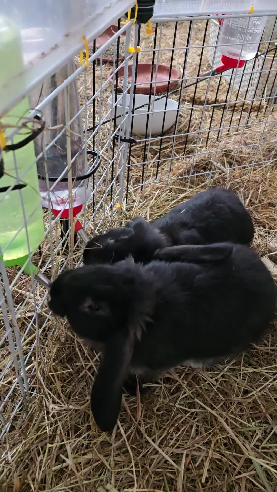 Mixed Breed rabbits for sale: French lop x Continental giant  in Cowbridge - Video 1
