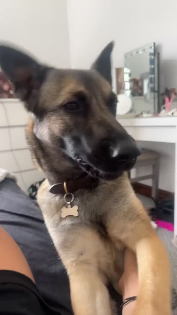 Belgian Shepherd Dog dogs for sale: Beautiful Female Malinois  - Video 4